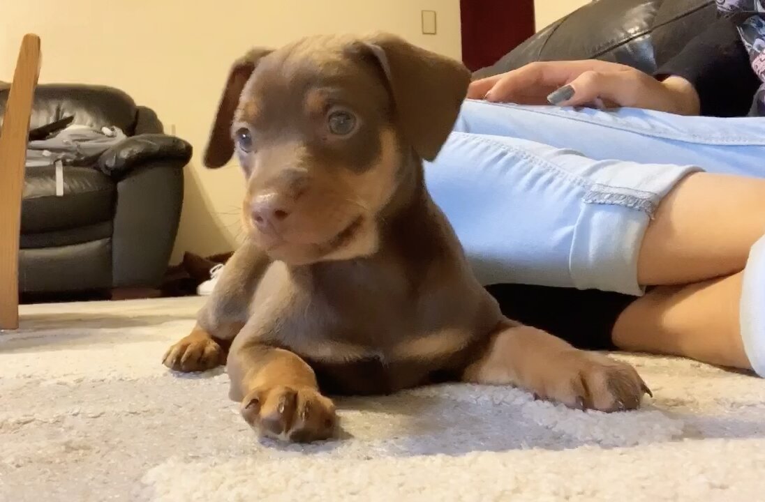 Puppy Sees Himself For The First Time