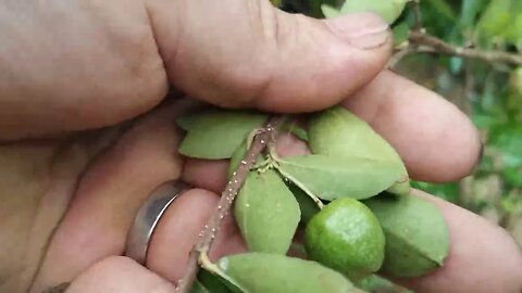 frutífera produzindo em vaso laranja champanhe jabuticaba acerola Okinawa tirando dúvida 21989297468
