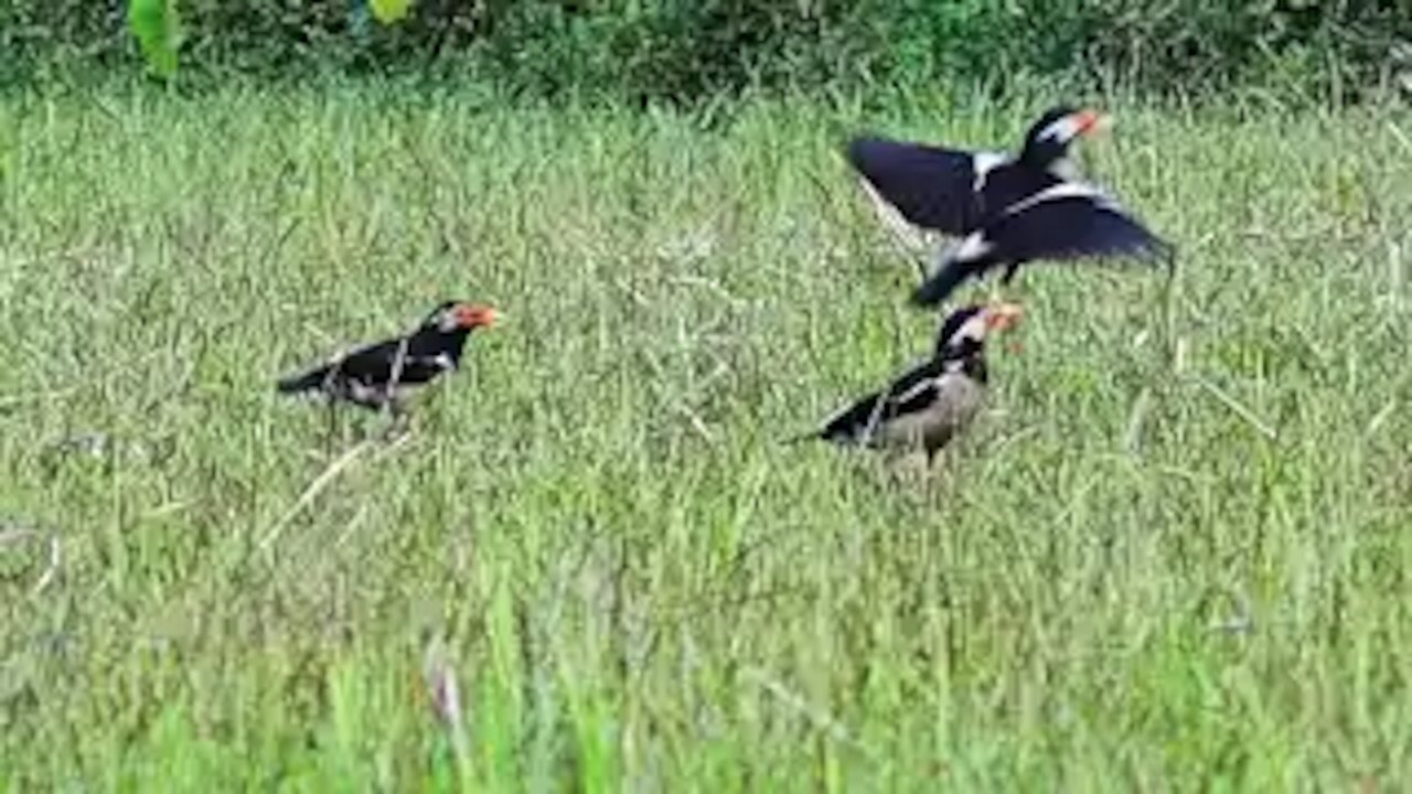 Bird in Jungle