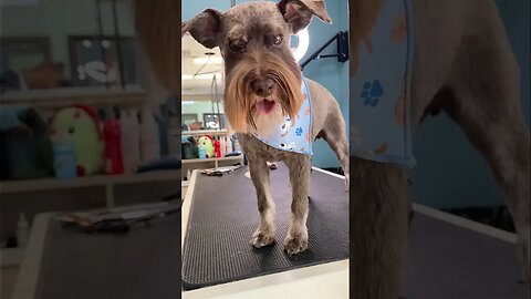 Shaggy Schnauzer Groom