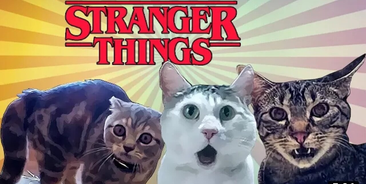 Cat Games 2021