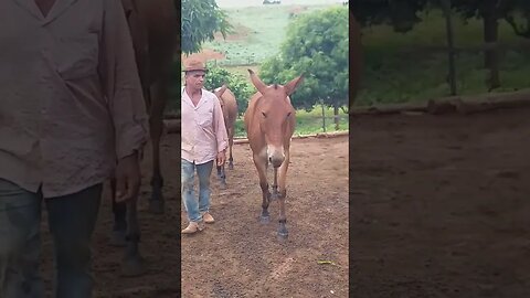 Vaqueiro PO Com Os Burros