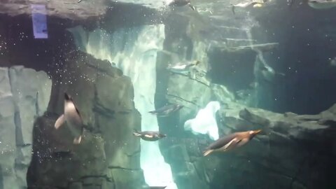 Spending time with the penguins at Sea World Orlando.