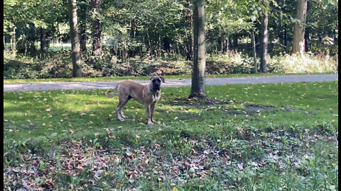 Boerboel 5 months