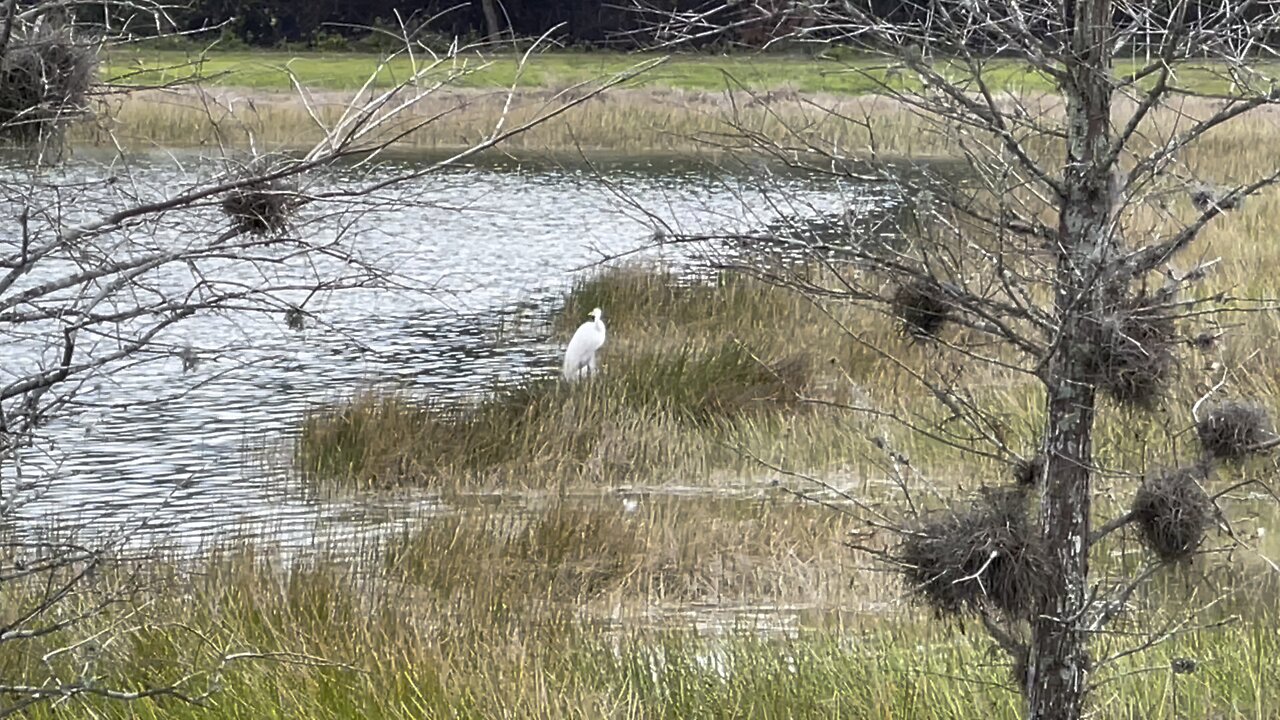 Great Egret Nesting In Paradise #4K #DolbyVision #4KVideo￼