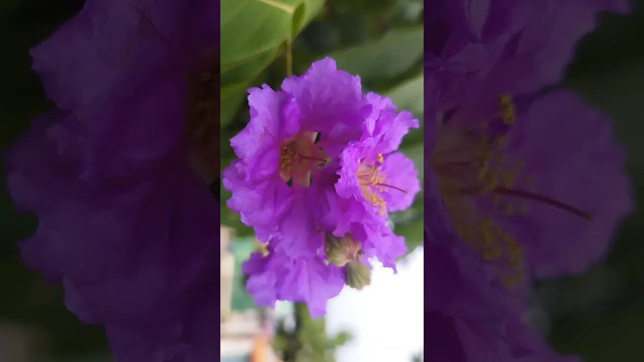 Beautiful orange flowers