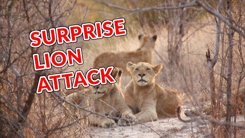 Surprise Lion Attack on Safari Car in Indian National park