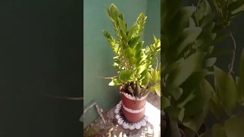 Money plant. #shorts