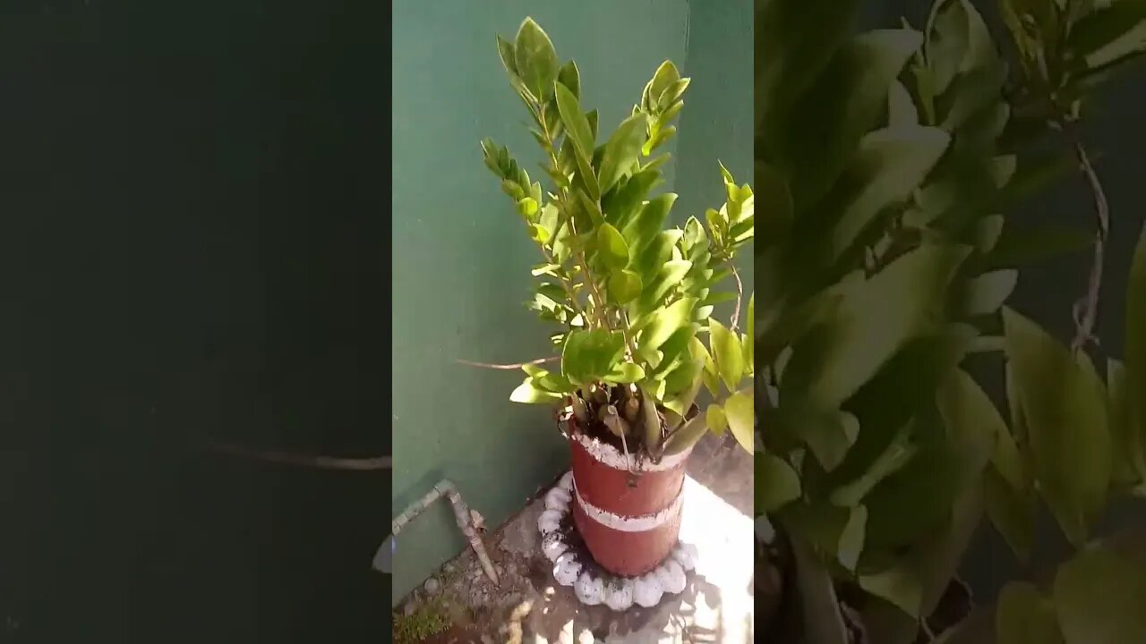Money plant. #shorts