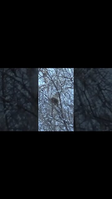 Deciduous wrecking varmints not welcome on the farm. #shorts