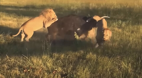 Animal Fight 😱😱….Most Amazing Moments of wild Animal 2023