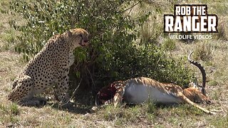 Cheetah Eating An Impala | Maasai Mara Safari | Zebra Plains