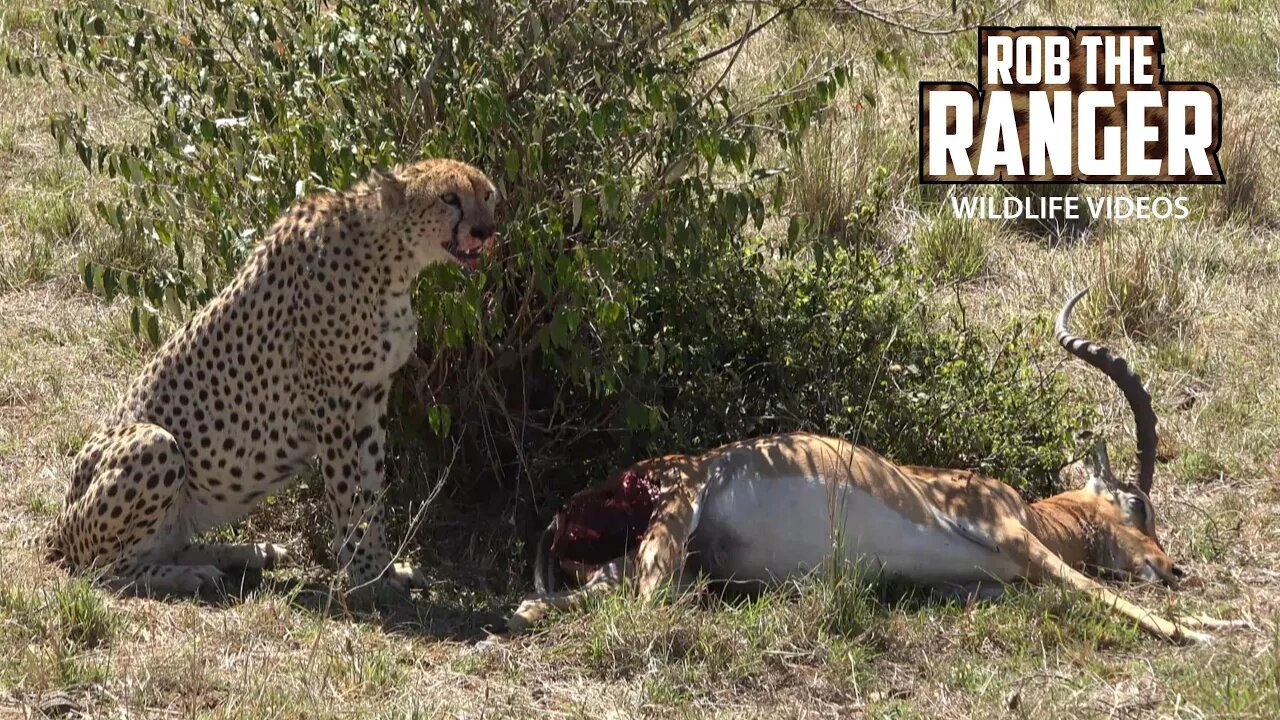 Cheetah Eating An Impala | Maasai Mara Safari | Zebra Plains