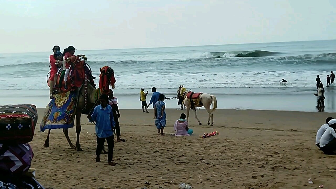 Camel Ride