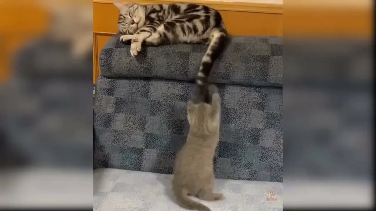 FFUNNY CATS COMPILATION 1