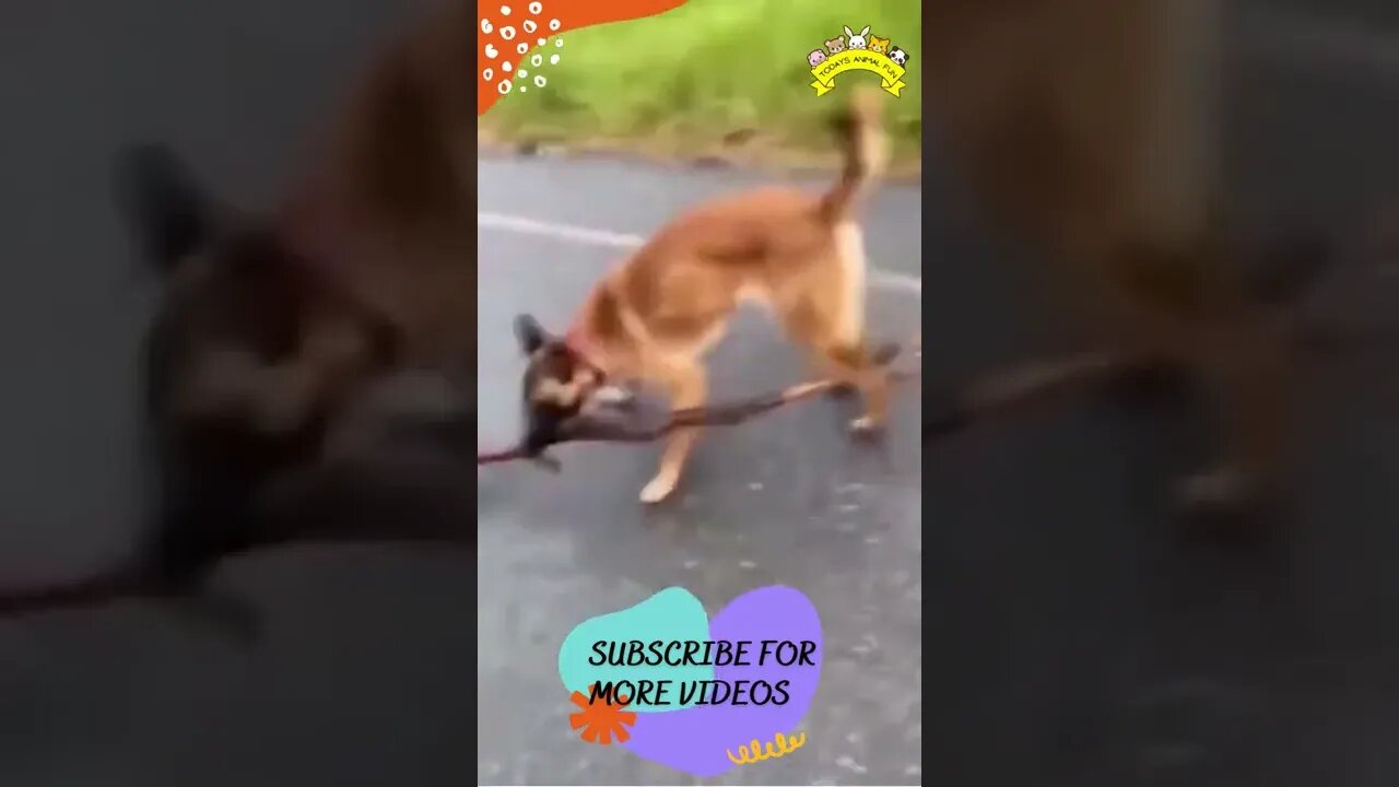 Funniest Cat And Dogs #shorts #short #viral