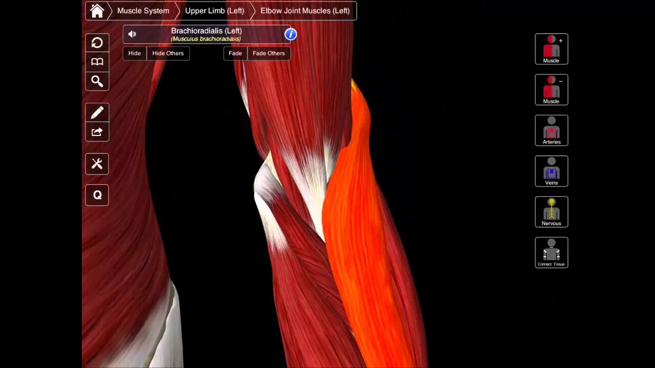 The Boundaries of The Cubital Fossa