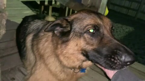 [0772] GOOD MORNING PUPPIES - EPISODE 272 [#dogs #doggos #doggies #puppies #dogdaycare]