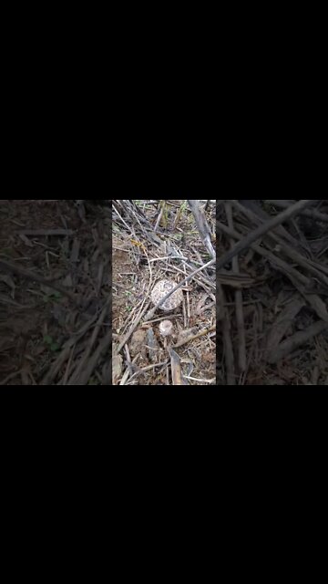 Shaggy Mushroom Foraging