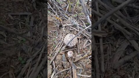 Shaggy Mushroom Foraging