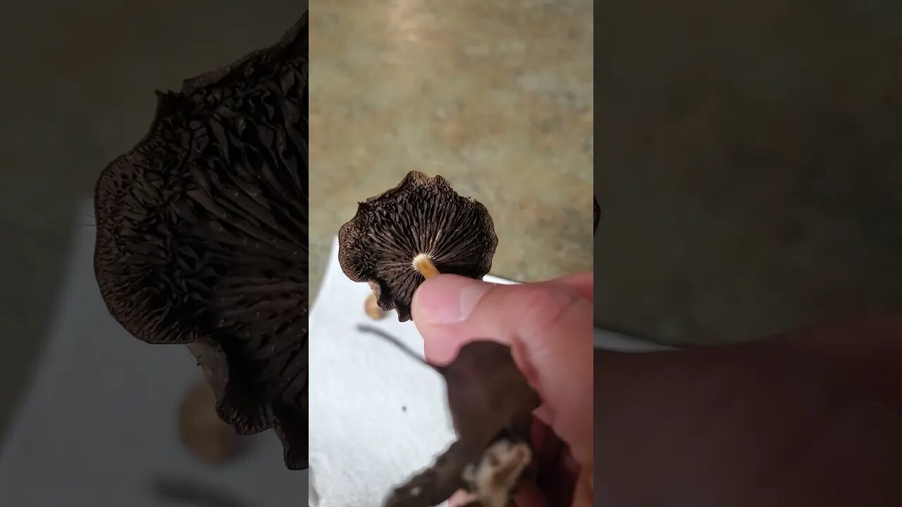 Wild Mushroom Alaska Identifying