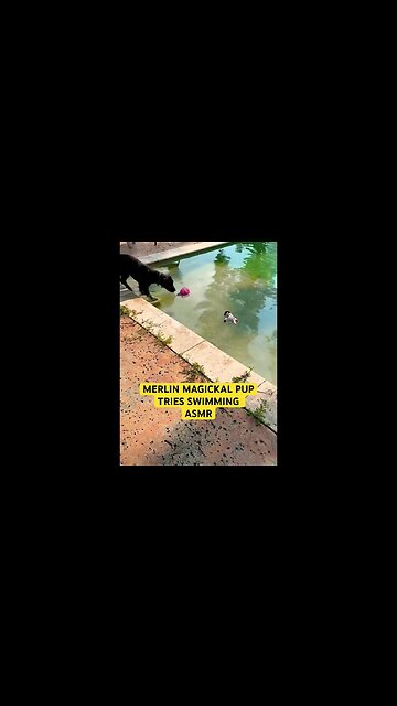 PUPPY WADING#goodvibes #shortsfeed #asmr #puppy #joy#happiness #poolsidevibes #waterdog #watersounds