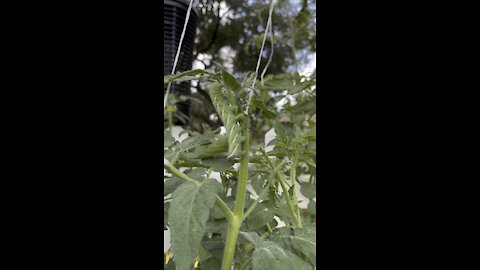 Massive Caterpillar