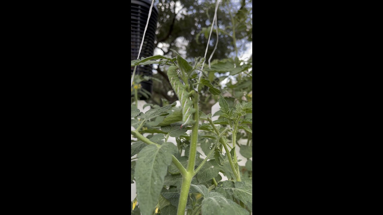 Massive Caterpillar