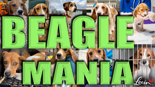 It’s Beagle-Mania! Lost Dog Rescue Helps Save These Beagles-in-Need