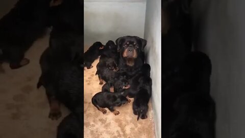 The big family