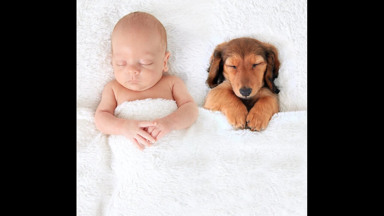 Little puppy excited to meet baby