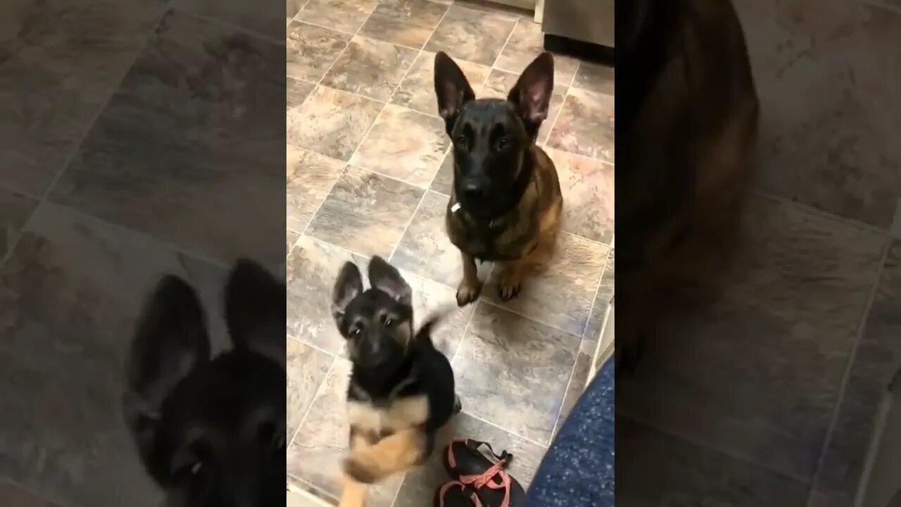Dude she said SIT