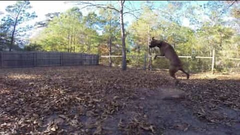 ボールキャッチを思いっきり失敗する犬