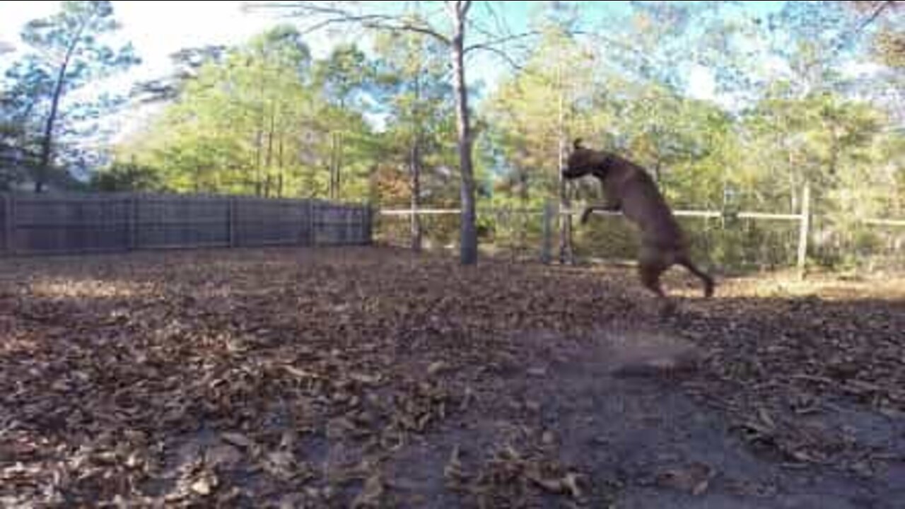 ボールキャッチを思いっきり失敗する犬