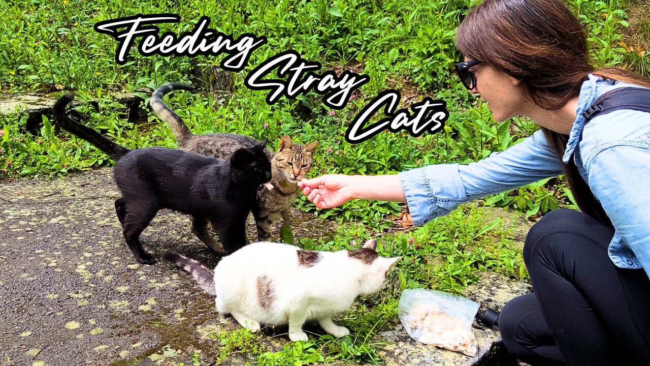 Wild Cats in the Mountains - Feeding Stray Cats