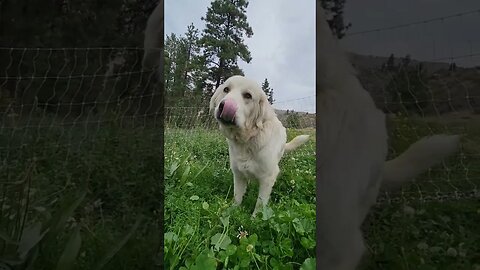 #goats #livestockguardiandog #homesteading #farming #inspiration #motivation