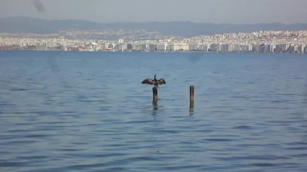 Cormorant in a crucifix stance on the coast of Deauville. Ethologia (Εθολογία)