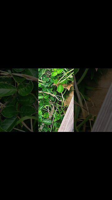 Winter in 🏝️ Florida leaves all sorts of unexpected holiday surprises… Merry Christmas 🎁