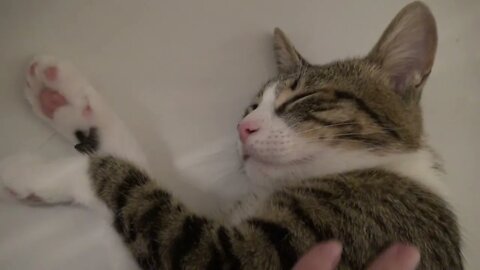 Kitten Rudolph Purrs in the Bath Tub