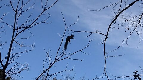 No Deer! Just Squirrels!