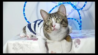 Cat Photography