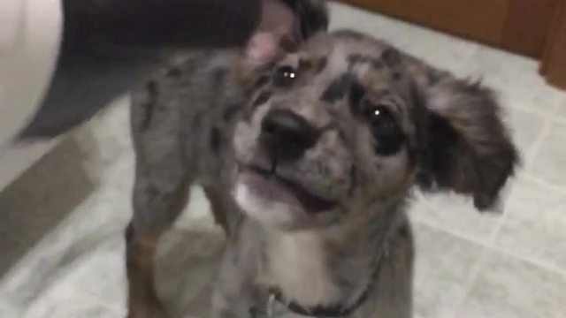 Slow motion captures puppy's obsession with hairdryer