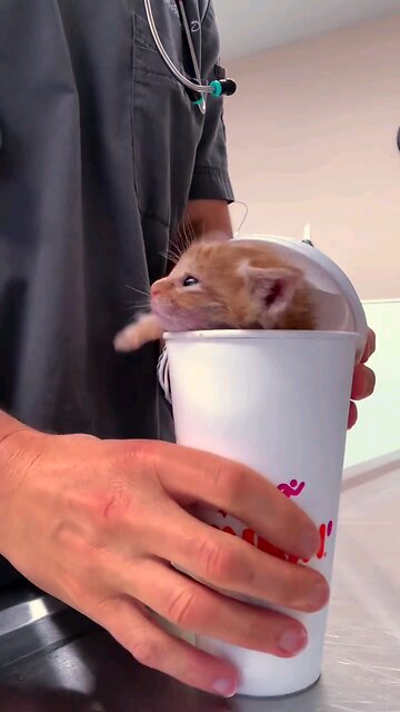 ever had your coffee wink at you #coffee #funny #pets