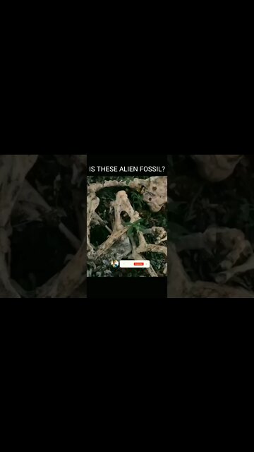 what you guys think? | Is these an Alien Fossil?