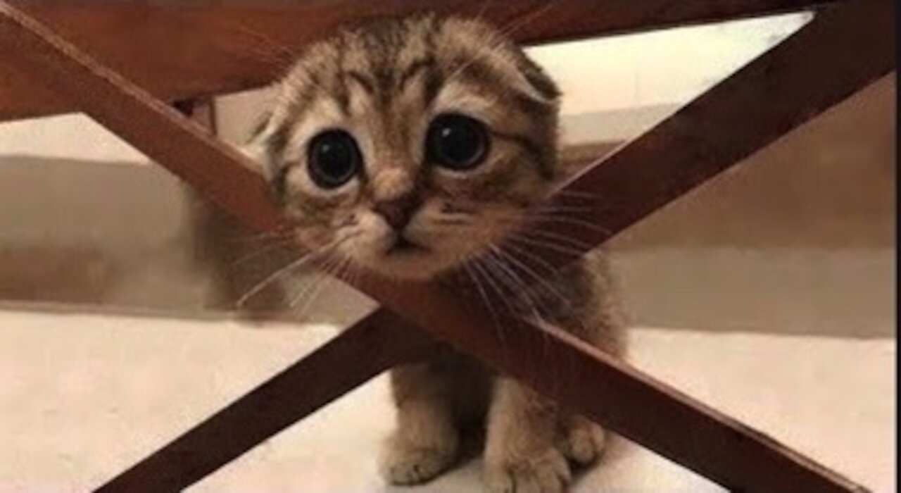 Cute And Funny Pets Try Not To Laugh To These Pets Compilation Cutest Lands.#rumble