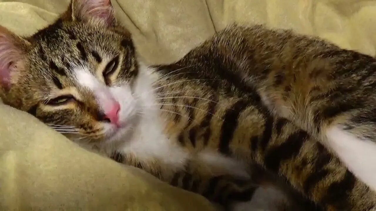I Will Turn Around and Strech - Rudolph the Red Nosed Kitten