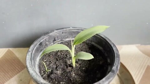 How To Grow Banana Plant From Seed