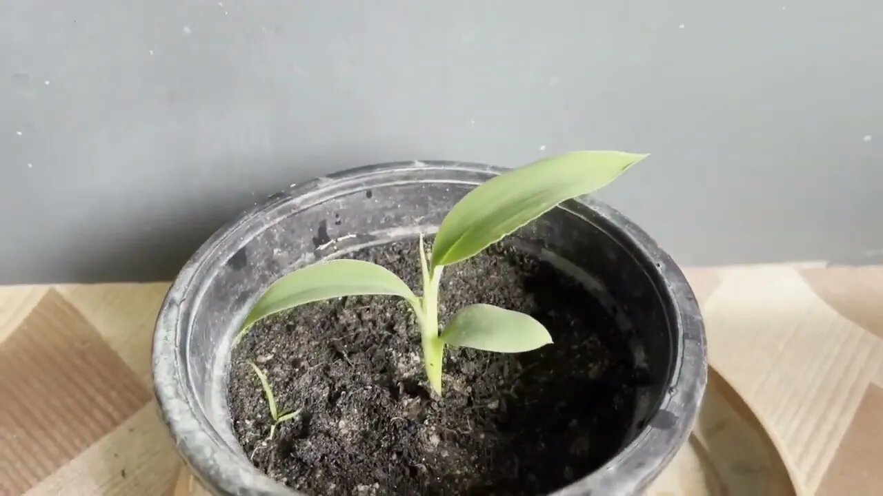 How To Grow Banana Plant From Seed