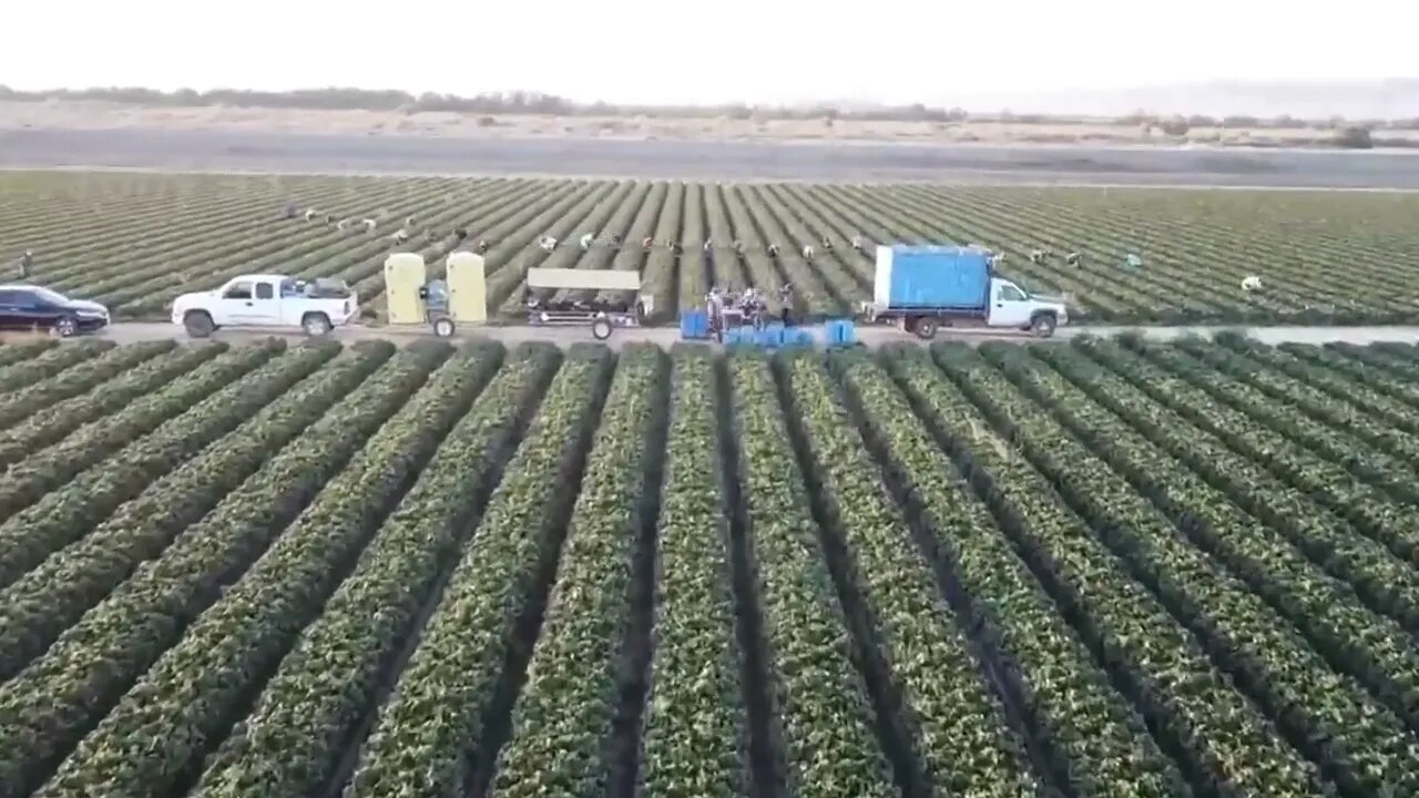 How To Produce Billions Of Strawberries In California