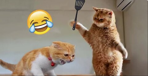 1 HOUR with THESE clumsy CATS 😹 Funniest Cats & Dogs Videos🐶😹